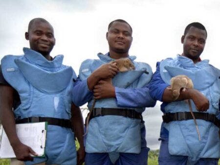 Three men in blue outfits are shown holding rats and a clipboard