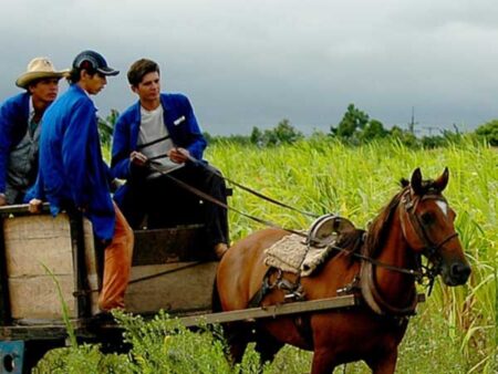 Three men sit in a horse-drawn cart