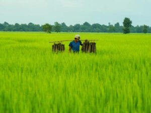 A man carries items across his back in a lush green field