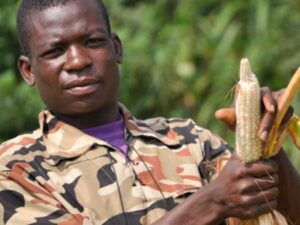A man holds up an ear of corn