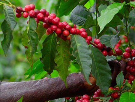 A person picks fruit from a tree