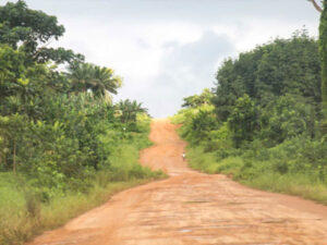 A person walks down a long dirt road surrounded by lush greenery